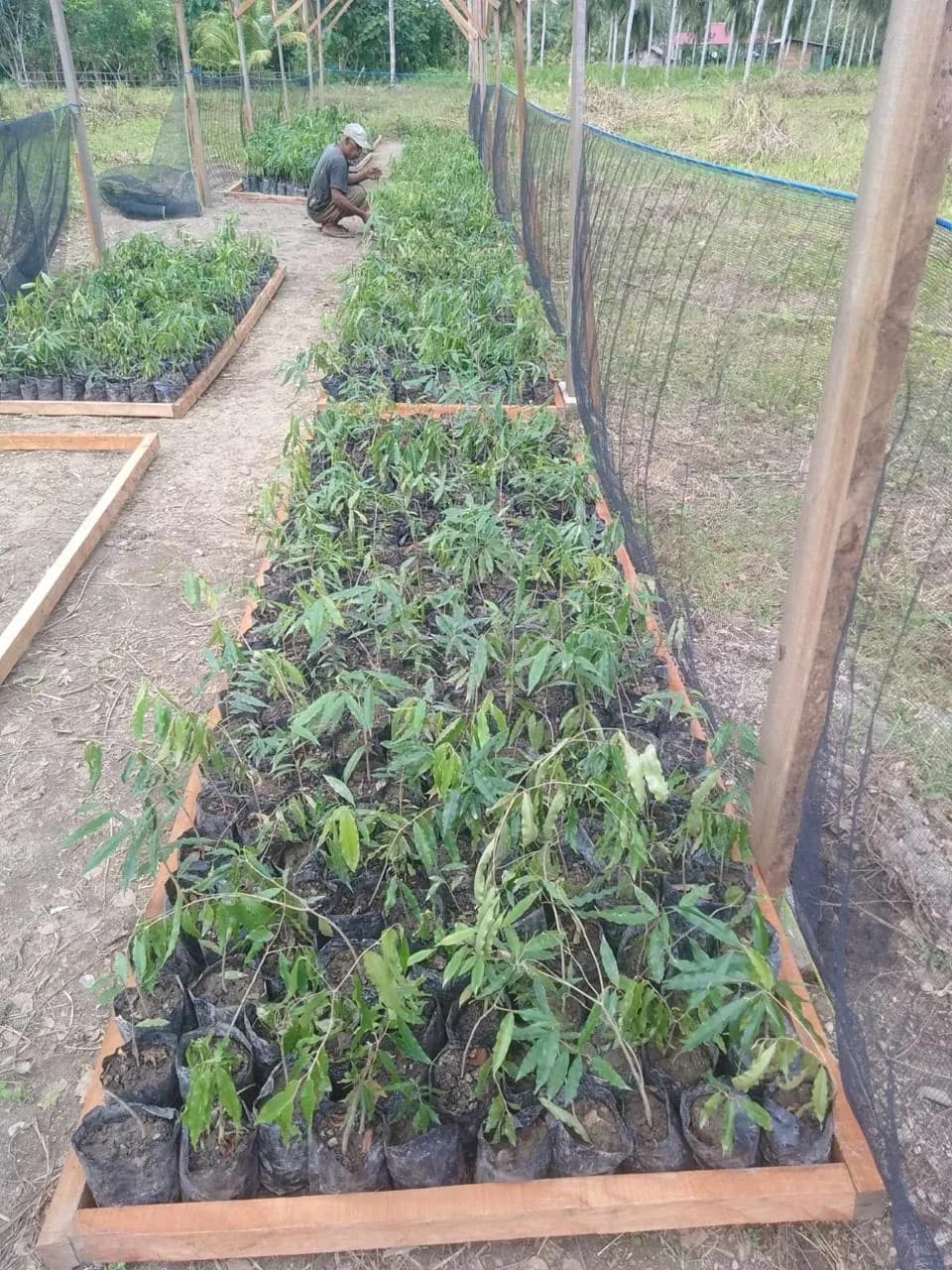 Agarwood Seedling Nursery & Livelihood Support
